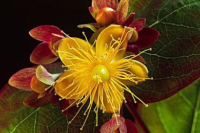 电竞世界杯《DOTA2》项目 LGD和XG双双晋级淘汰赛